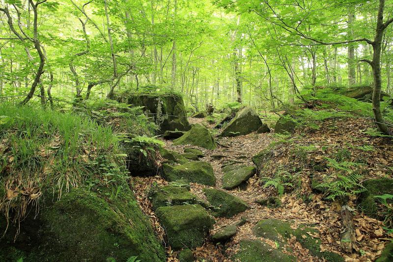 秋田_白神山地（秋田県側）_遊び・体験_1