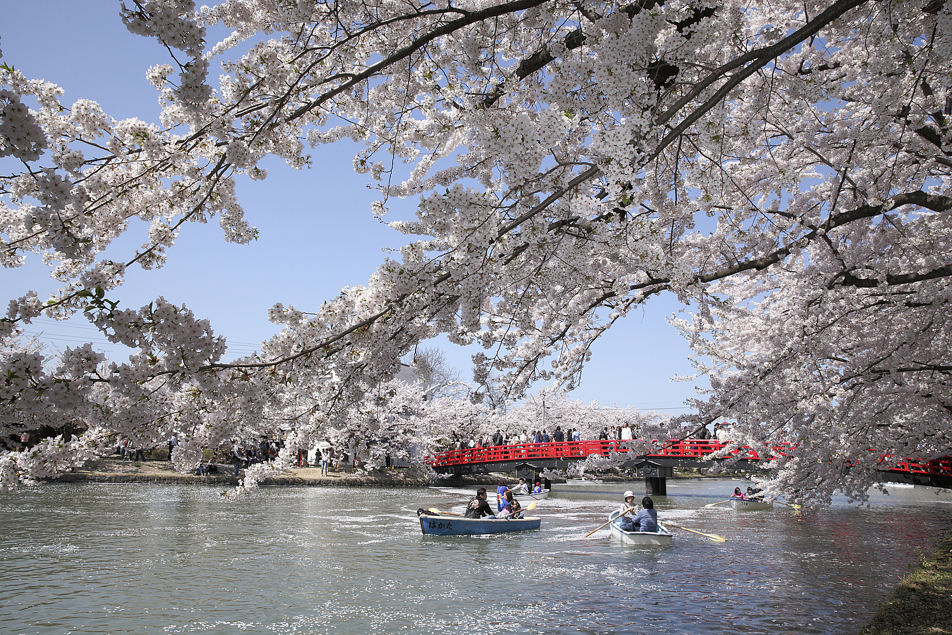 青森_弘前公園_遊び・体験_1