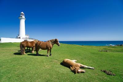 青森県_尻屋崎_遊び・体験_1