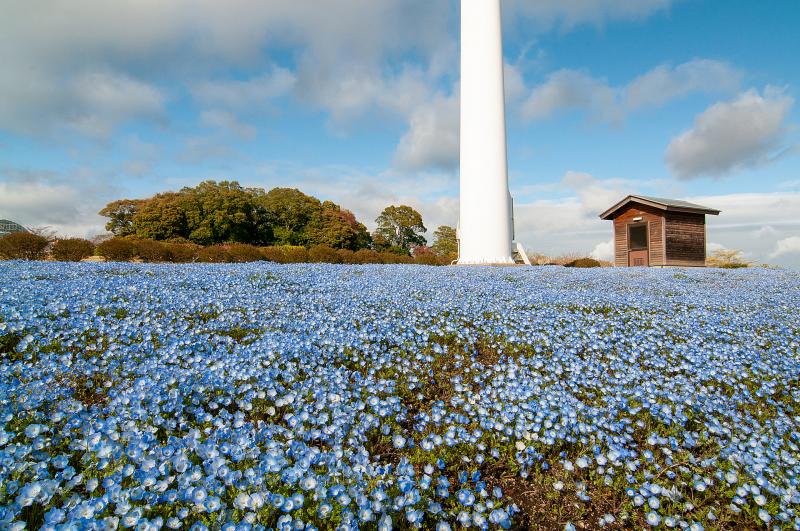 福島_いわき市フラワーセンター_遊び・体験_1