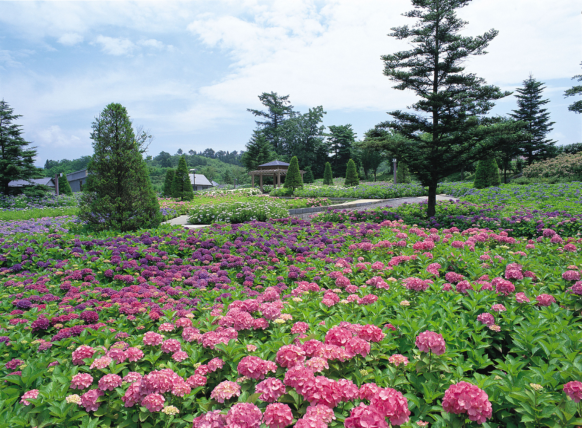 山形_東山公園 あじさいの杜_遊び・体験_1