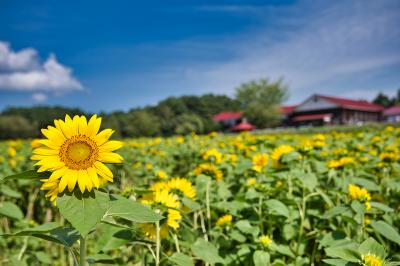 青森_山の楽校_遊び・体験_1