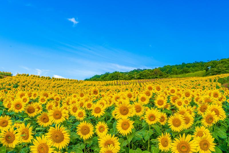 福島_三ノ倉高原花畑_遊び・体験_1