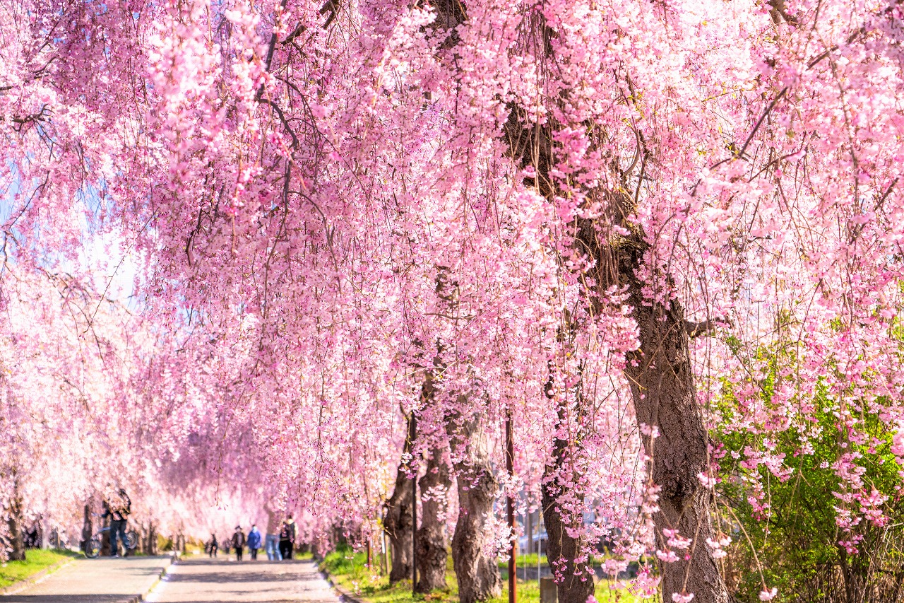 福島県_日中線しだれ桜並木_遊び・体験_1