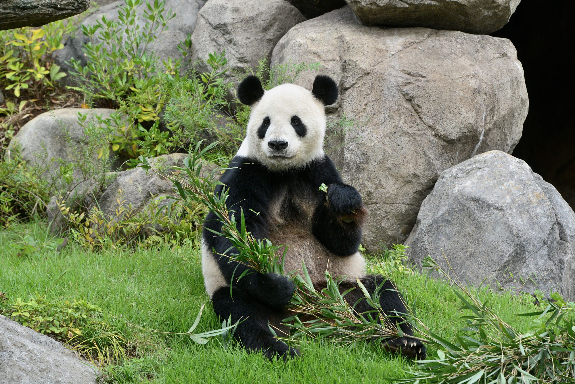 東京_東京都恩賜上野動物園_遊び・体験_1