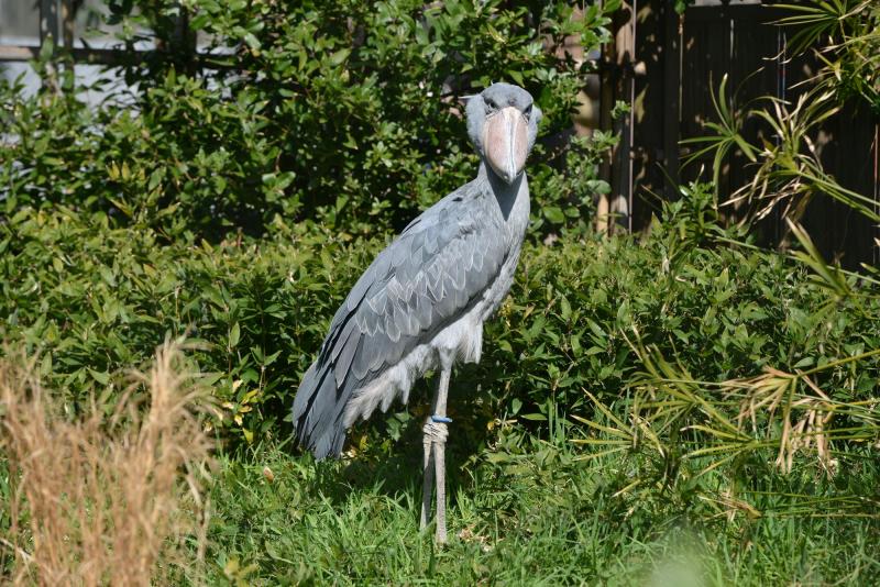 東京_東京都恩賜上野動物園_遊び・体験_2