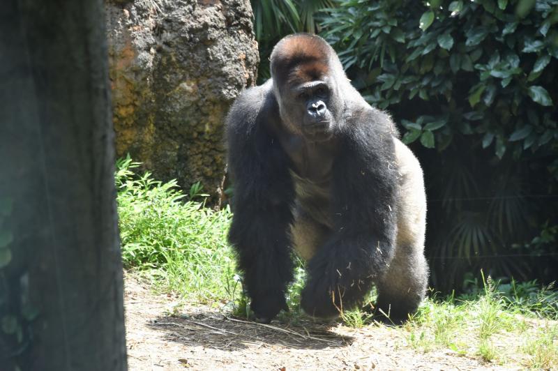 東京_東京都恩賜上野動物園_遊び・体験_3