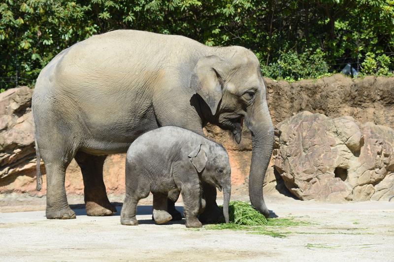 東京_東京都恩賜上野動物園_遊び・体験_4