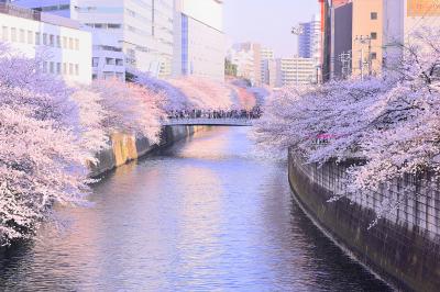 東京_目黒川_遊び・体験_1