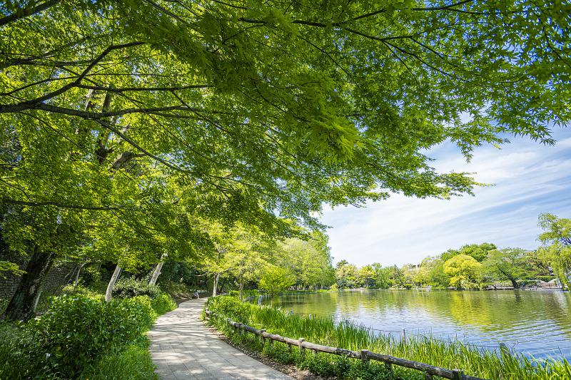 東京_石神井公園_遊び・体験_1
