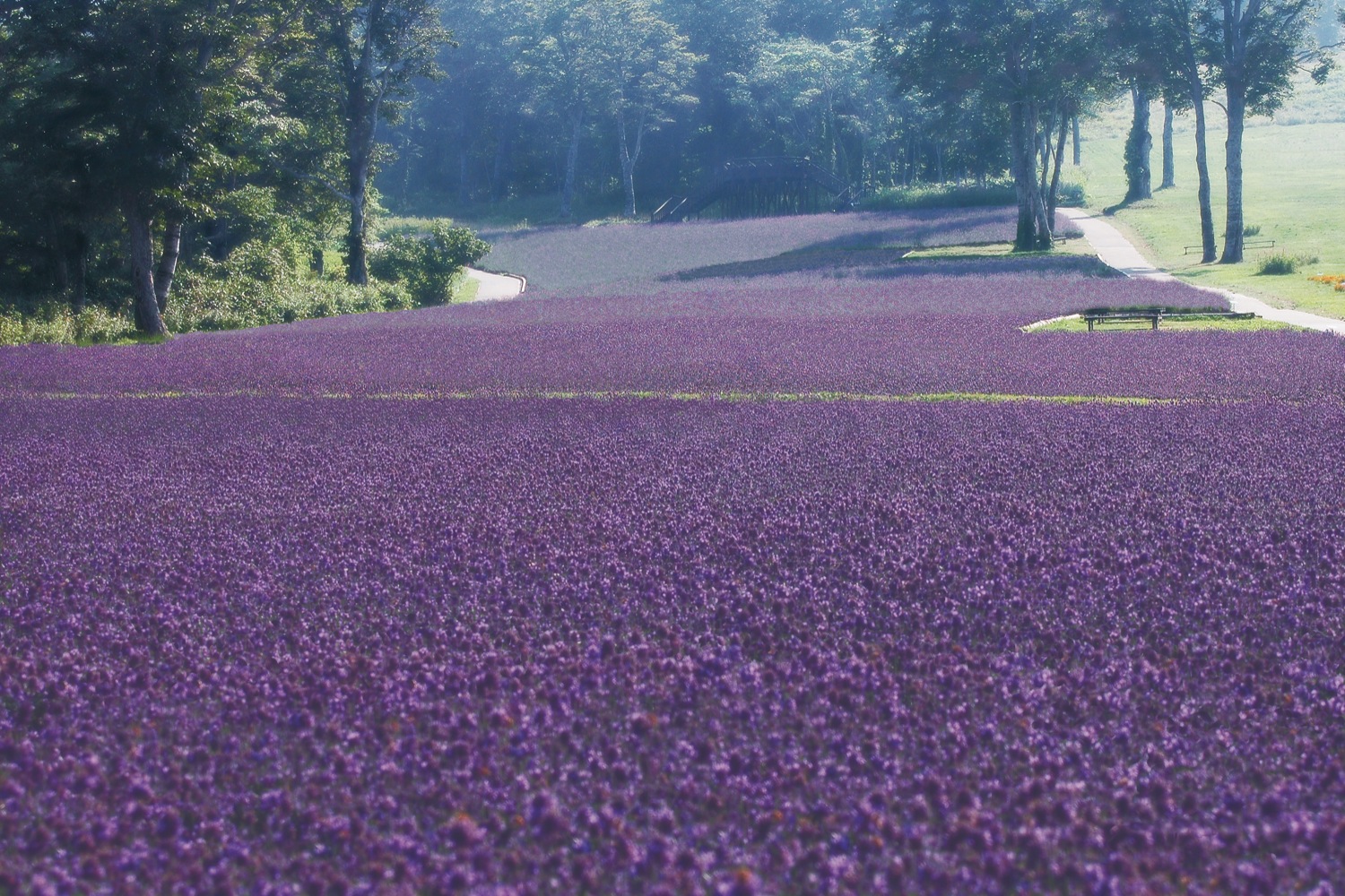 群馬_たんばらラベンダーパーク_遊び・体験_1