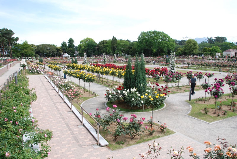 群馬_敷島公園ばら園_遊び・体験_1