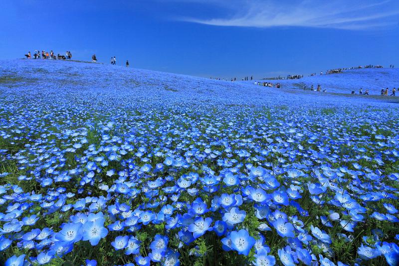 茨城_国営ひたち海浜公園_遊び・体験_2