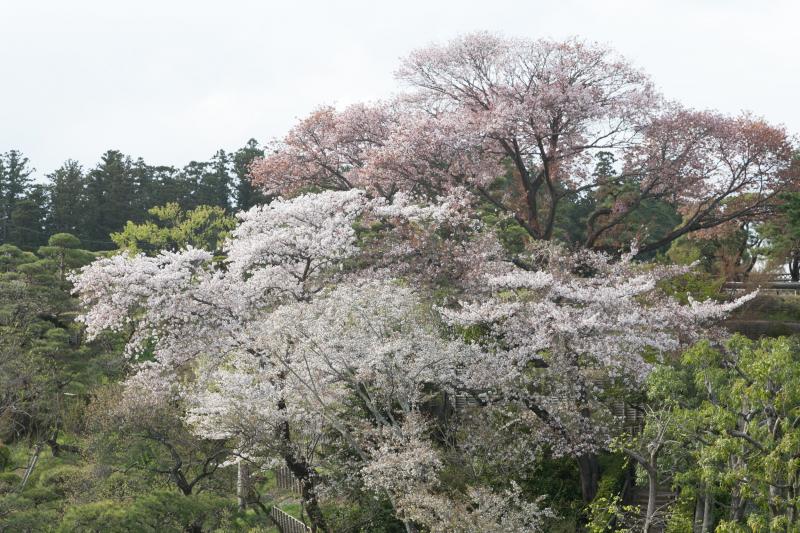 茨城_偕楽園_遊び・体験_3