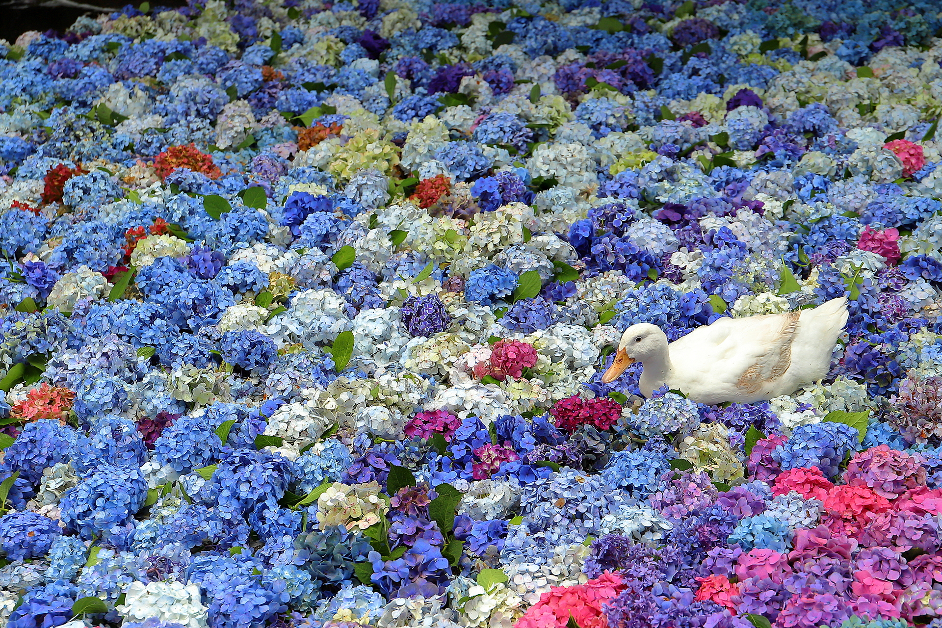 茨城_雨引山楽法寺(雨引観音)_遊び・体験_1