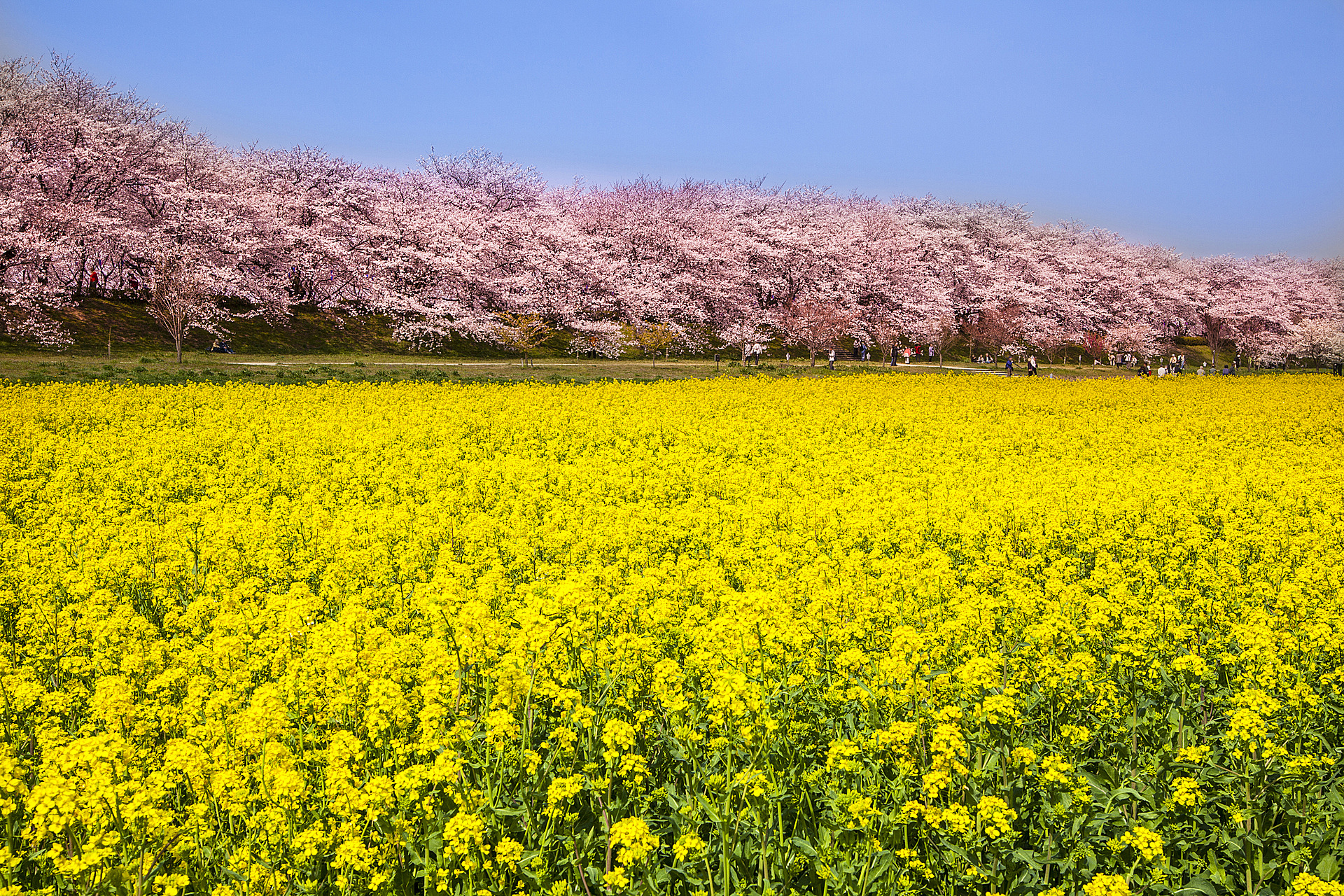 埼玉_幸手権現堂桜堤_遊び・体験_1