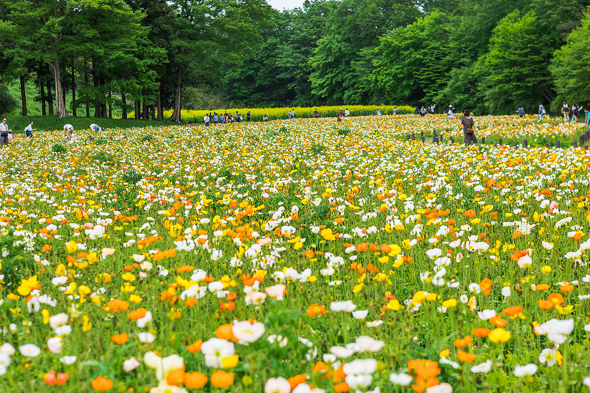 埼玉_国営武蔵丘陵森林公園_遊び・体験_1