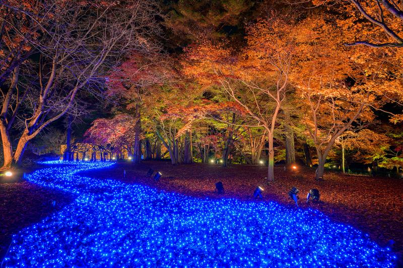 埼玉_国営武蔵丘陵森林公園_遊び・体験_2