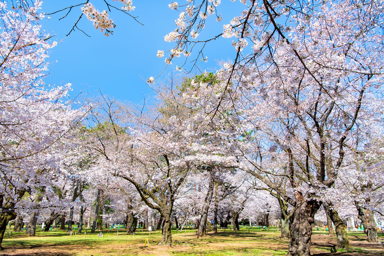 埼玉_大宮公園_遊び・体験_1