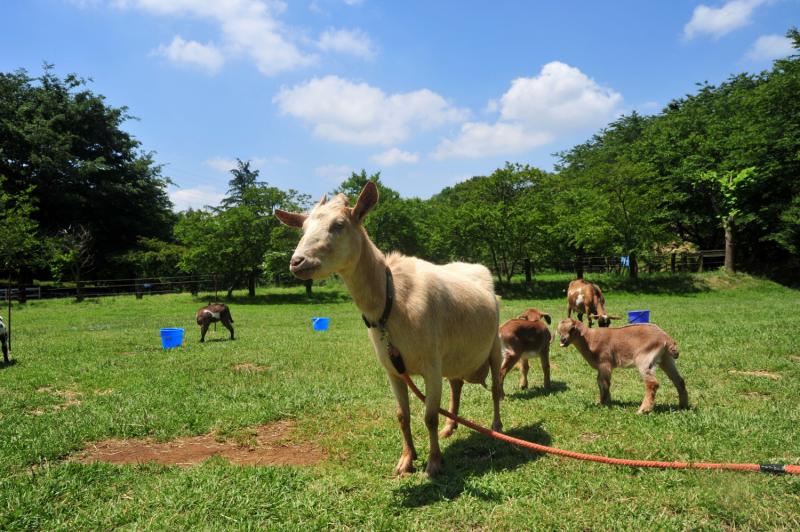 千葉_成田ゆめ牧場_遊び・体験_1