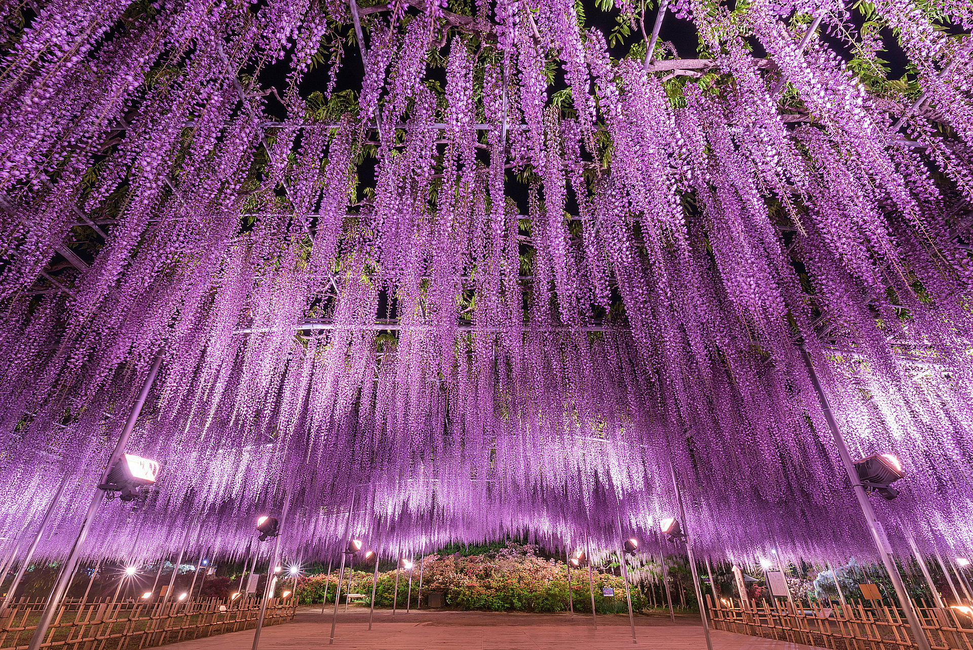 栃木_あしかがフラワーパーク_遊び・体験_1