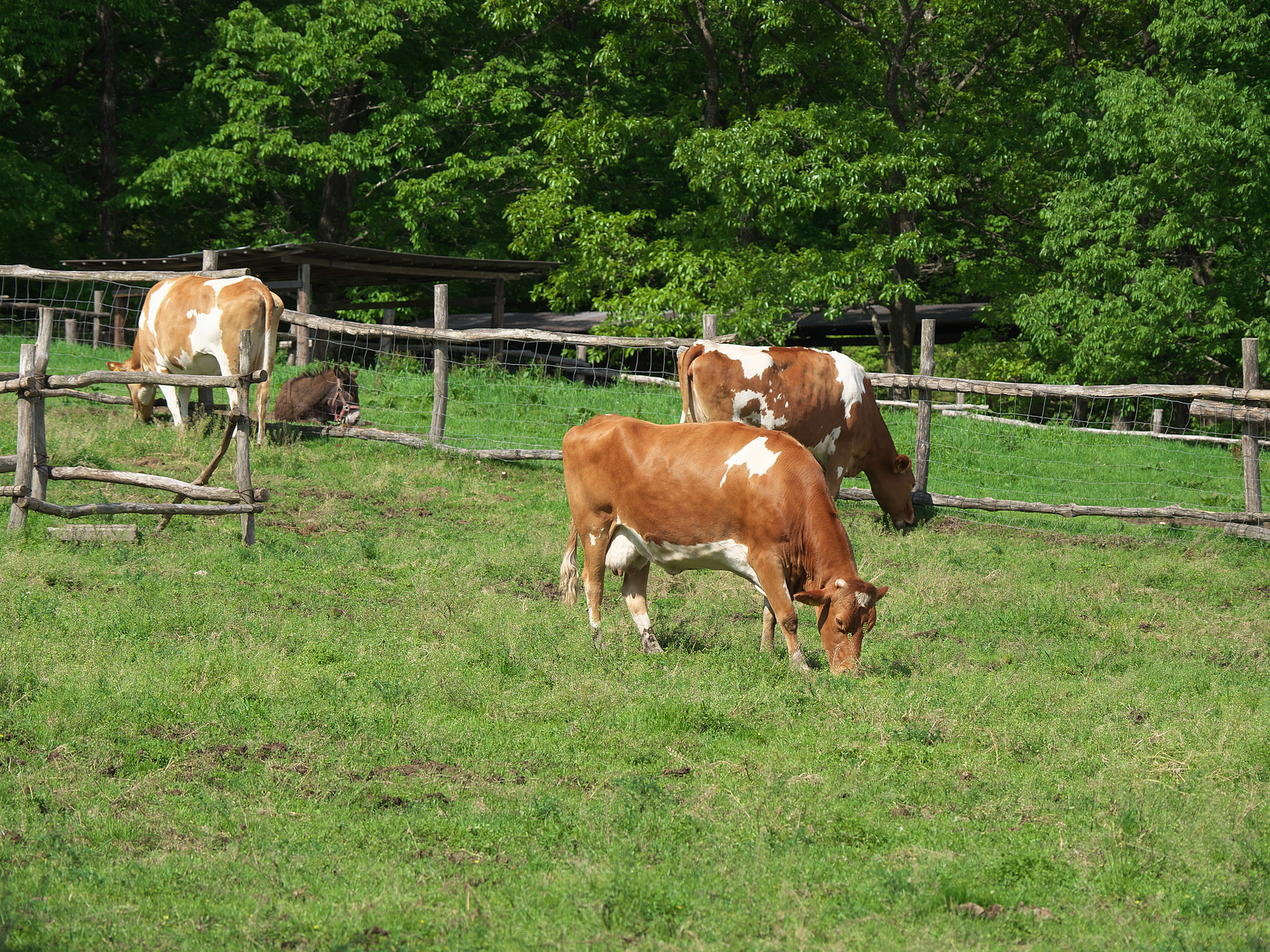 栃木_南ヶ丘牧場_遊び・体験_1