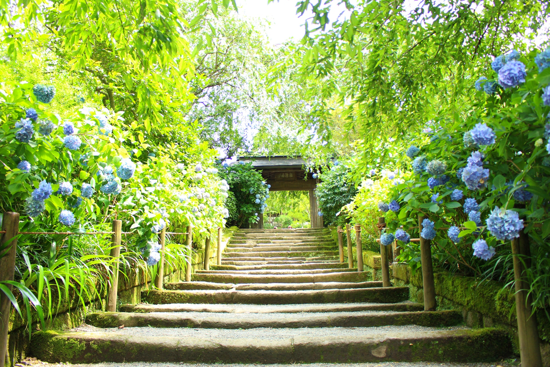 神奈川_明月院（あじさい寺）_遊び・体験_1