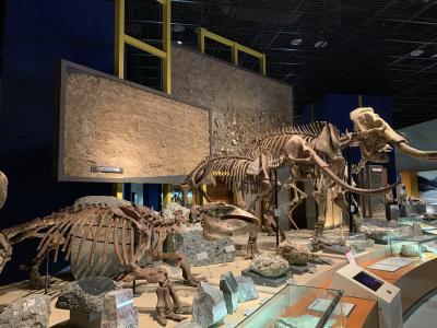 神奈川_神奈川県立生命の星 地球博物館_遊び・体験_1