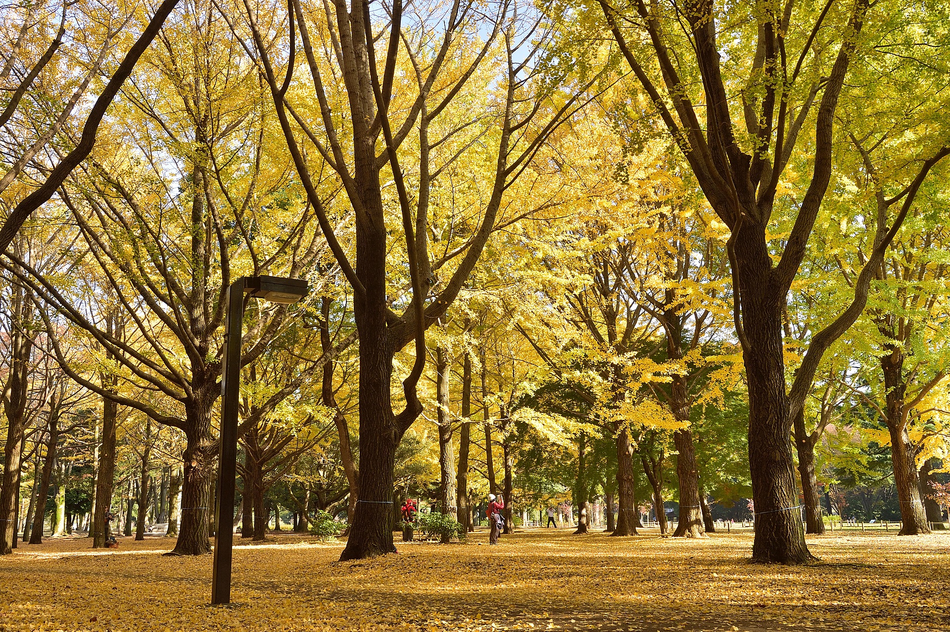 東京_代々木公園_遊び・体験_1