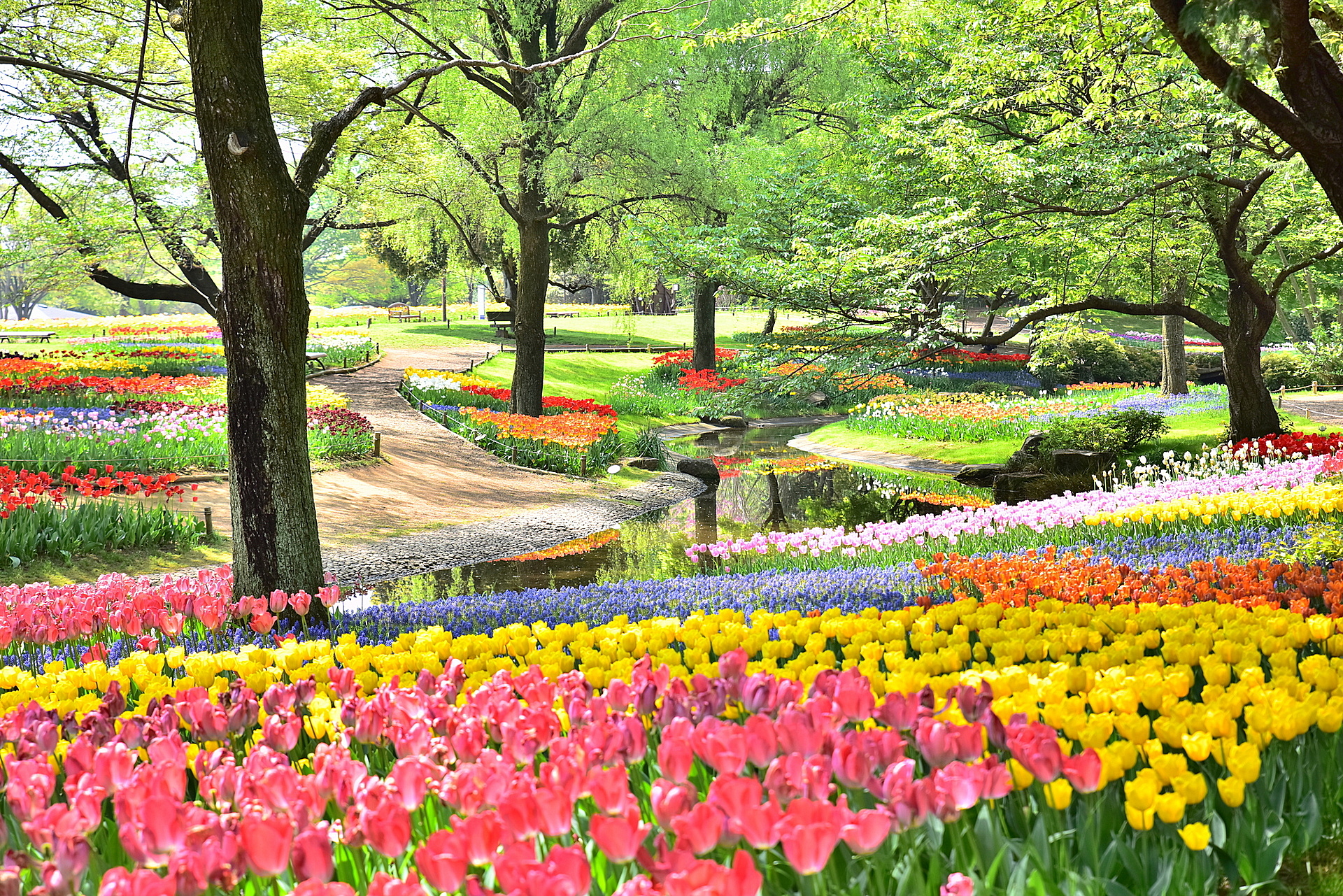 東京_国営昭和記念公園_遊び・体験_1