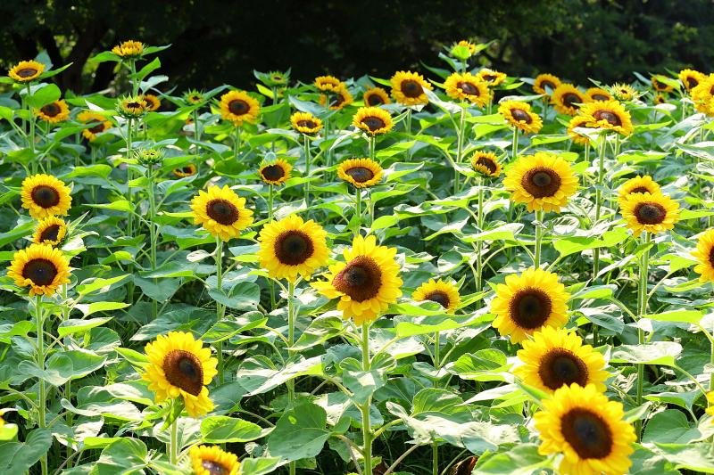 東京_国営昭和記念公園_遊び・体験_3