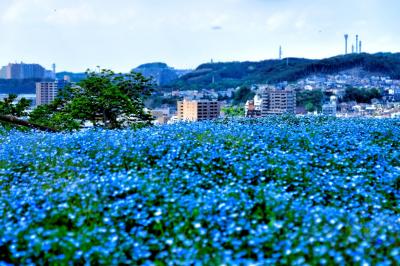神奈川_くりはま花の国_遊び・体験_1