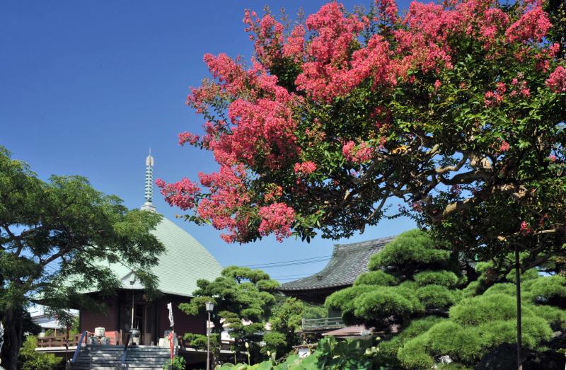 神奈川_本覚寺_遊び・体験_1