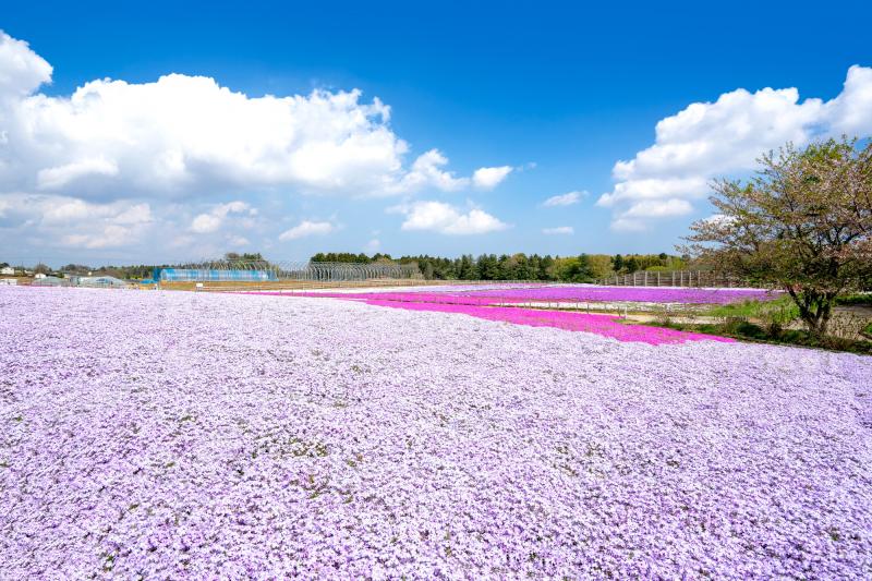 千葉_富田さとにわ耕園（千葉市富田都市農業交流センター）_遊び・体験_1