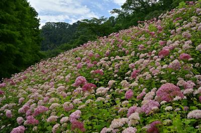 東京_わんダフルネイチャーヴィレッジ_遊び・体験_1