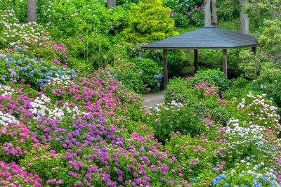 千葉_服部農園あじさい屋敷_遊び・体験_1