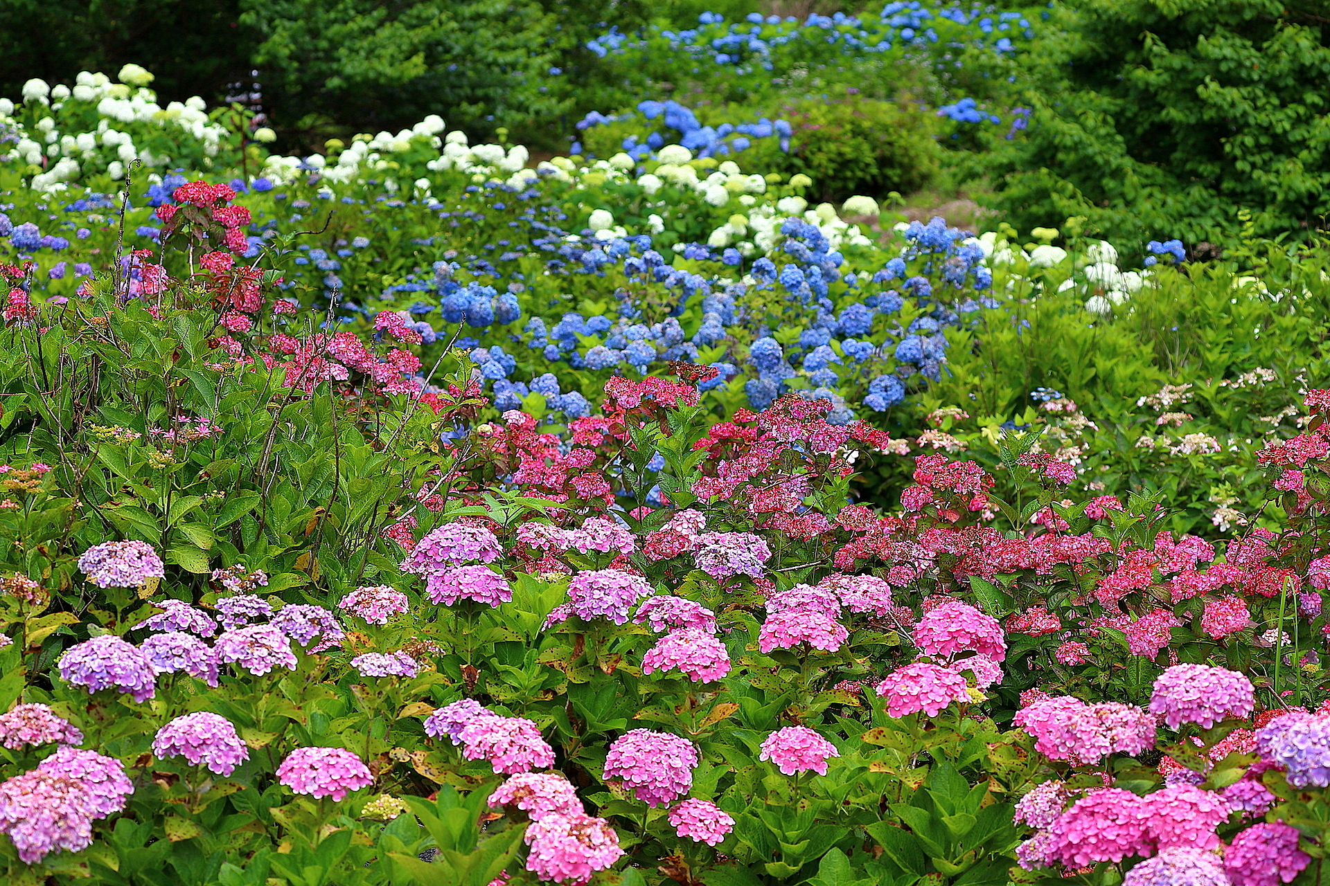 茨城_北茨城あじさいの森_遊び・体験_1