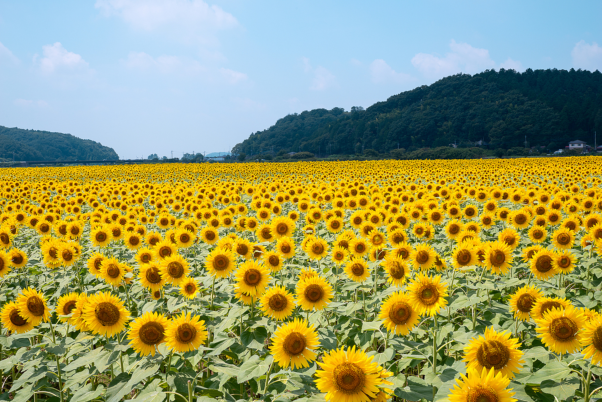 栃木_益子町ひまわり畑_遊び・体験_1