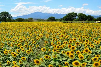 神奈川_座間市ひまわり畑（座間会場）_遊び・体験_1