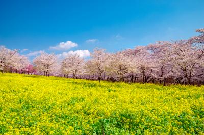 群馬県_赤城南面千本桜_遊び・体験_1