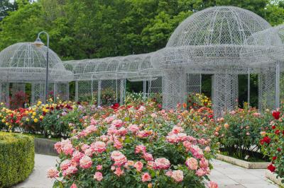 神奈川_小田原フラワーガーデン_遊び・体験_1