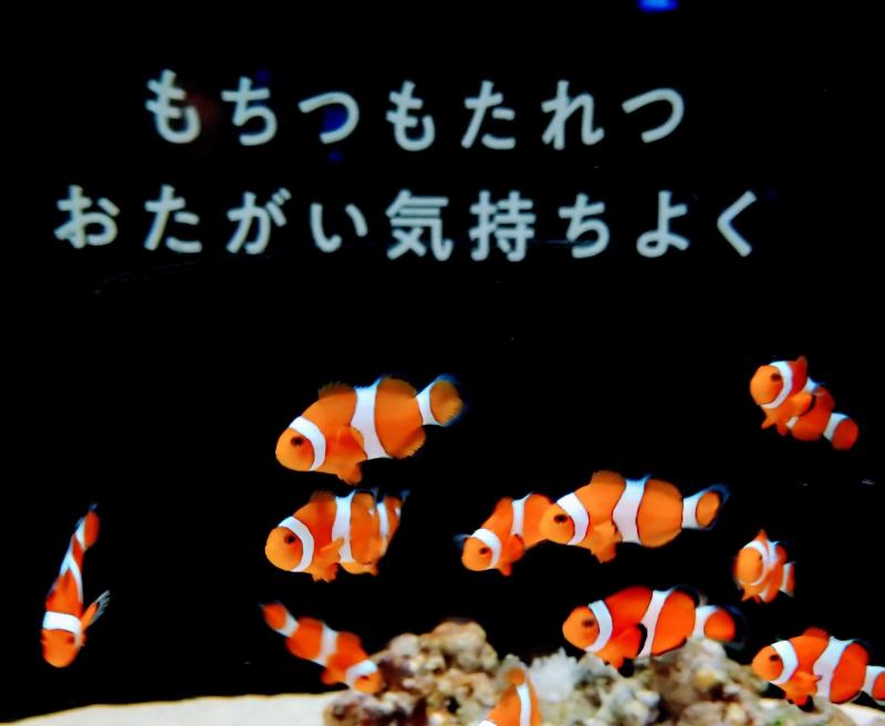 神奈川_横浜開運水族館 フォーチュンアクアリウム_遊び・体験_2
