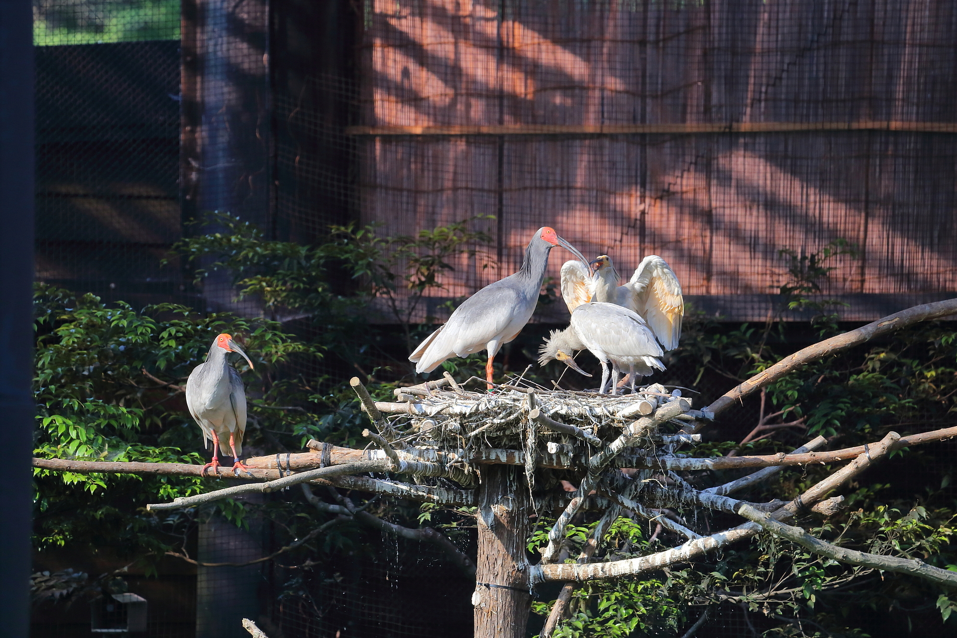 新潟県_トキの森公園_遊び・体験_1