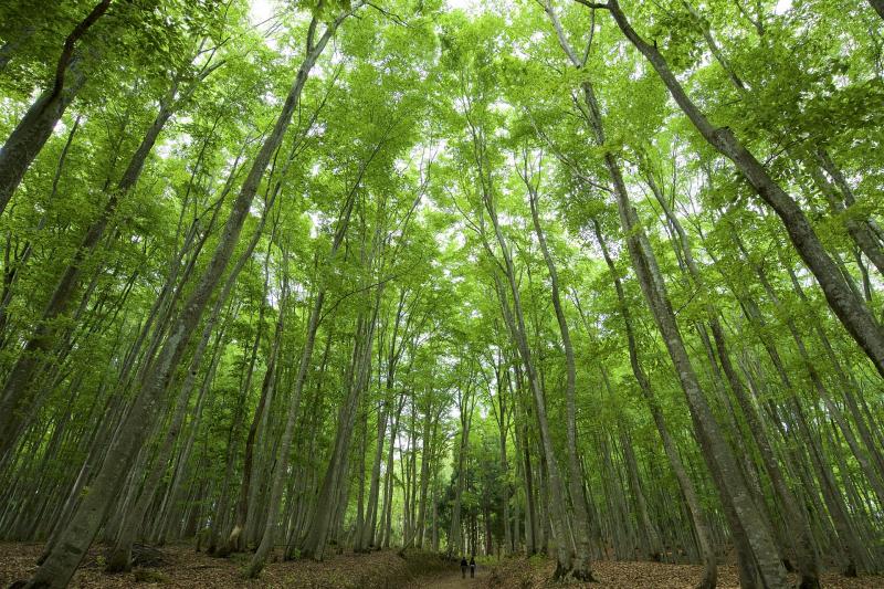 新潟県_美人林_遊び・体験_1