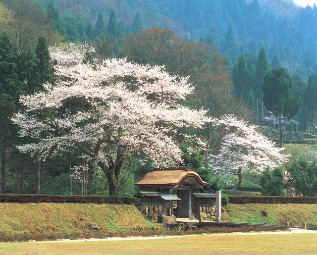 福井_一乗谷朝倉氏遺跡_遊び・体験_1