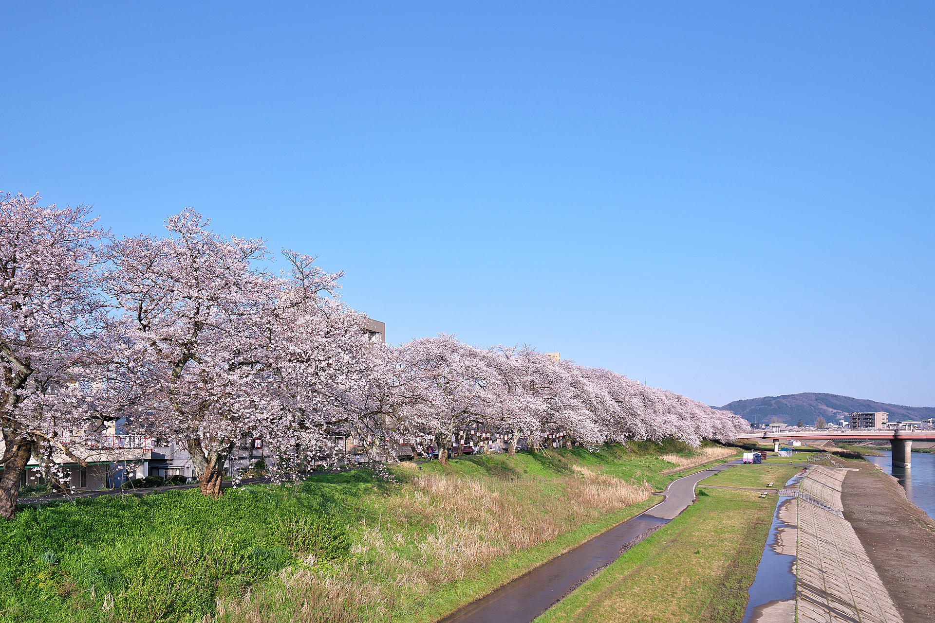 福井県_足羽川桜並木_遊び・体験_1