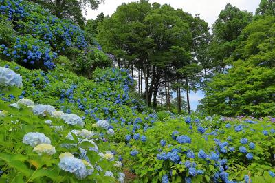 新潟_護摩堂山あじさい園_遊び・体験_1