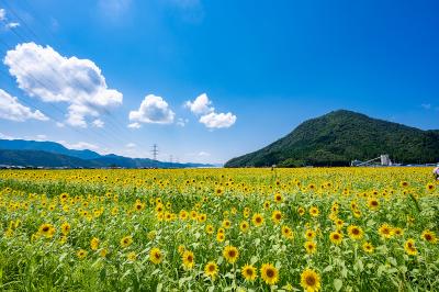 福井_若狭の恵 花畑_遊び・体験_1