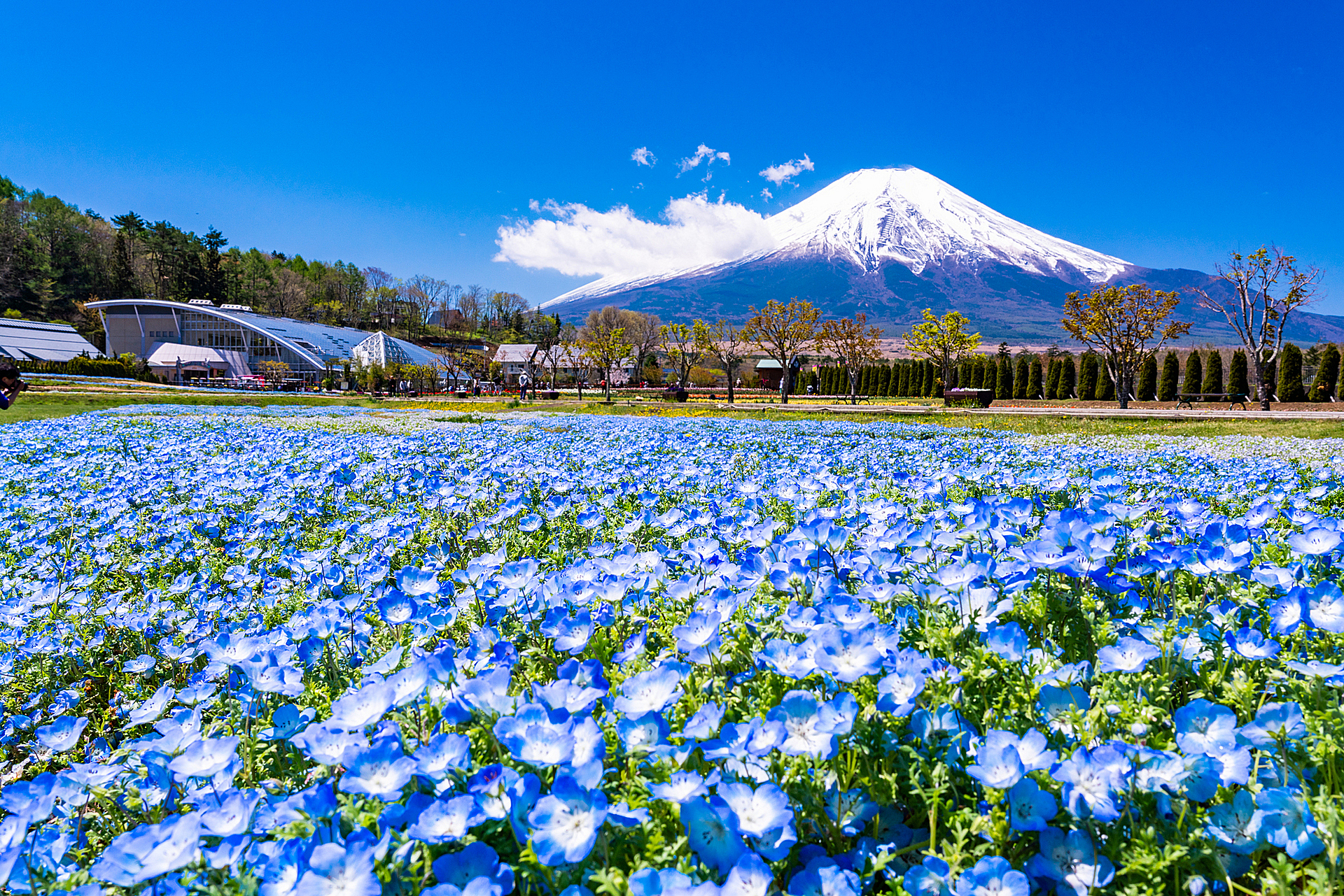 山梨_山中湖花の都公園_遊び・体験_1