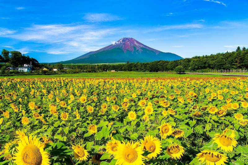 山梨_山中湖花の都公園_遊び・体験_2